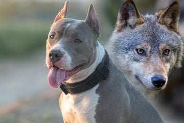 Wolf paart sich mit Pitbull-Hündin: So besonders sehen die Hybrid-Welpen aus