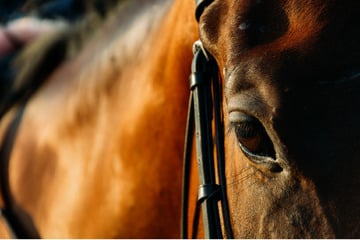 Böller-Knall: Frau gerät unter durchgehendes Pferd