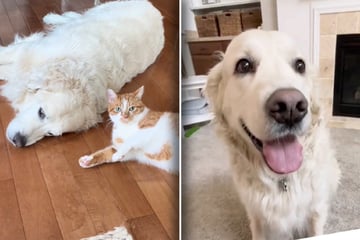 Golden retriever mourning cat brother gets the most adorable surprise!
