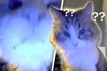 Frau schaut Katze per Kamera zu: Was dann passiert, begeistert das Netz