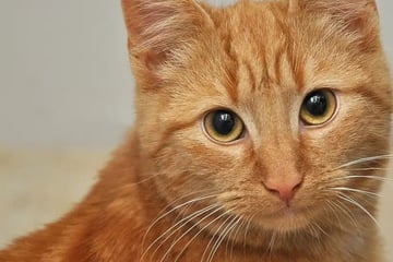 Kater Nacho hat noch Hoffnung: Wer schenkt dem Charakterkopf ein Zuhause?