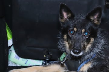 "Geisterhund" Amy sorgt für stundenlange Sperrung der A23