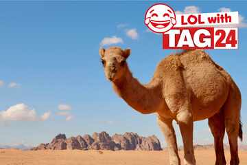 Joke of the Day for December 9, 2025: An amimal funny