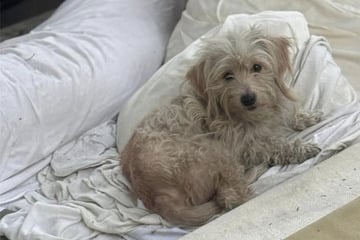 Ausgesetzter Hund hat nichts, außer einer alten Matratze: Was dann passiert, ist herzzerreißend