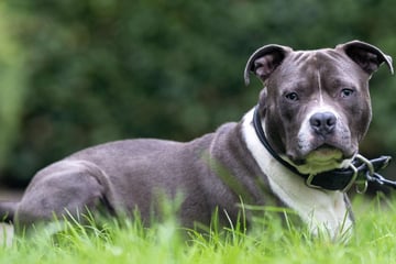 Hund Blue fühlt sich im Tierheim überhaupt nicht wohl: Wer erlöst ihn?