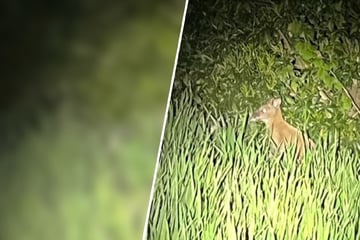 Minikänguru hüpft durch NRW: Polizei schnappt ausgebüxtes Wallaby