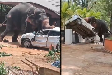 Elefant dreht bei Tempel-Fest durch, tötet Mann und zerstört Autos