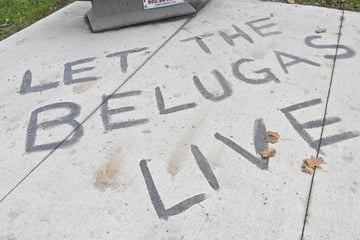 Canada park that threatened to kill whales seeks to sell them to the US