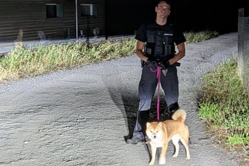 Allein auf der A9 unterwegs: Vermisster Hund "Simba" von Polizei eingefangen
