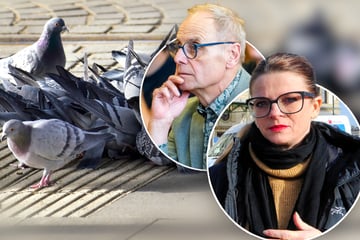 Chemnitz: Wilde Tierschutz-Debatte im Chemnitzer Stadtrat: Hier geht's zu wie im Taubenschlag