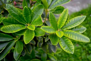 Hilfe! Warum bekommt der Rhododendron gelbe Blätter?