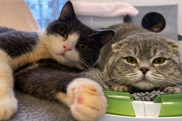 Hauptsache nicht alleine: Wer schenkt dem schrägen Kater-Duo wieder Hoffnung?