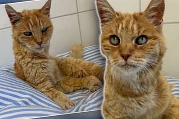 Unglaublich liebe Katze hat so viel durchgemacht: Jetzt hat sie nur einen einzigen Wunsch
