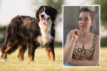 Schock für Nina Bott: Fremder Berner Sennenhund springt auf ihren kleinen Sohn