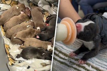 "Jede Minute zählt": Neun Welpen in Plastikwanne dem Tod überlassen