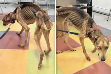 Dog shelter staff are horrified when they see this shockingly emaciated pup