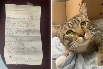 Injured cat abandoned with a note – when rescuers read it, their hearts break