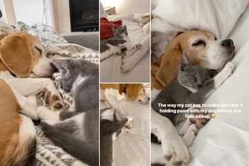 Cat insists on "holding paws" with dog bestie before bed in heart-melting compilation