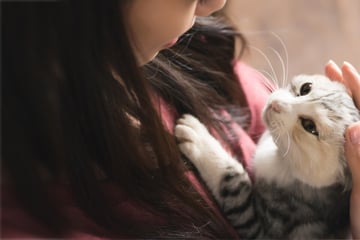 How to pet a cat: Dos and don'ts for your furry feline