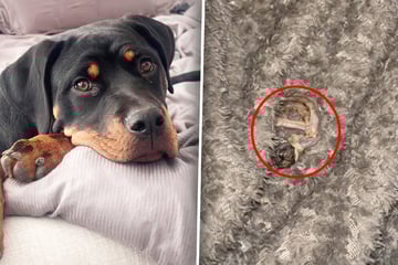 Frauchen kann nicht fassen, was Hund in ihr Bett gelegt hat: Dann folgt der nächste Schock