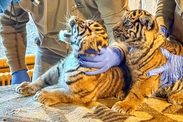 Zwei Monate alt und zuckersüß: Wie geht es den Tigern im Heidelberger Zoo?