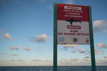 Hai tötet 13-Jährigen vor den Augen seiner Freunde