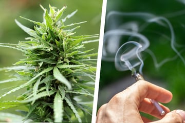 Cannabis-Studie rüttelt an Vorurteilen: Sind Kiffer gar nicht so faul, wie sie dargestellt werden?