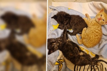 Babykatzen auf Großmarkt eingefangen - Jetzt sammelt Trio Kräfte für ein neues Leben