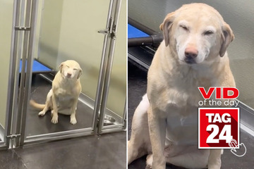 viral videos: Viral Video of the Day for April 28, 2024: Dog gives the biggest smile at exciting pet resort!