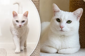 Besondere Schönheit: Katze Pfu lässt sich nur mit einer Sache beeindrucken