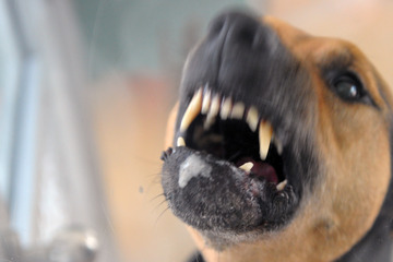 Ausflug im Freien beginnt harmlos, dann stürmen Hunde herbei!