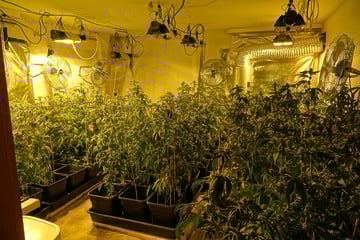 Riesige Cannabisplantage in Sachsen entdeckt: Polizei stellt über 1400 Pflanzen sicher