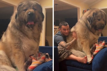Was ist denn das für ein Hund? Millionen staunen über diesen Riesen!
