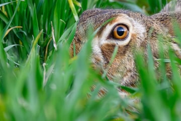 Hasen bei Mäharbeiten verletzt: Polizei tötet Tiere und ermittelt gegen Landwirt