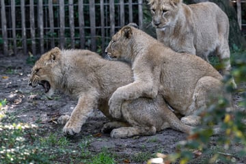 Löwen-Trio wurde vor elf Monaten im Kölner Zoo geboren: So geht es dem Trio heute