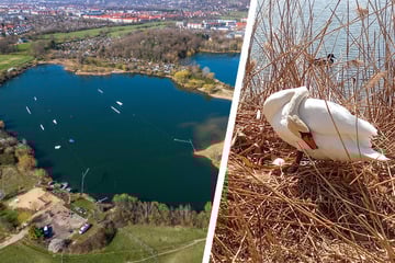 Dresden: Tierquälerei in Leuben: Party-Griller stören Höckerschwäne bei der Brut