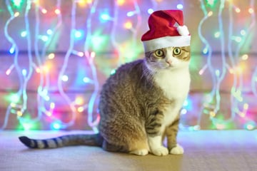 Weihnachten mit Katze: So wird es ein Fest für die ganze Familie