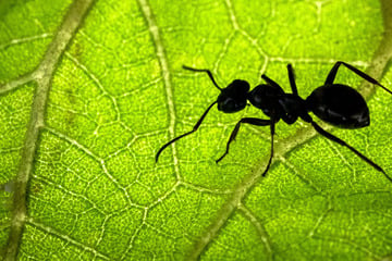 Bei Ameisen steigt die Aggressivität: Was steckt dahinter?