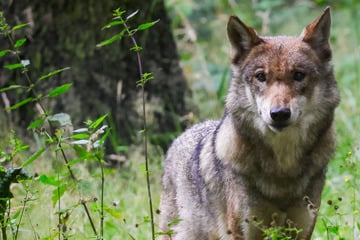 Neues Wolfs-Territorium in sächsischem Landkreis nachgewiesen