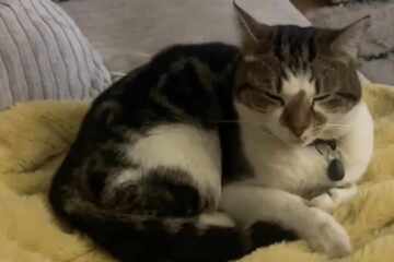 Strange cat makes herself at home when woman opens the door for food pickup: "I don't remember ordering her"