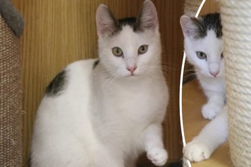 Ulli will endlich ankommen: Wer schenkt dem schüchternen Kater ein Zuhause?