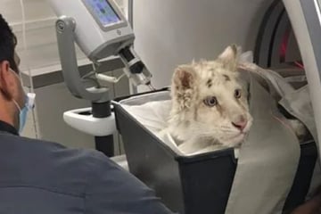 White tiger cub fights for its life after being found in the trash