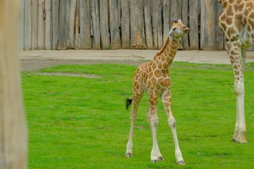 Zuckersüß! Leipzigs zwei Wochen altes Giraffen-Baby darf andere Tiere beschnuppern