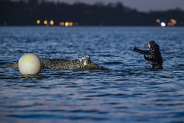 Der Wal-Retter mit dem Selfiestick: Robert Marc Lehmann "ausgeschlossen" und auf 180