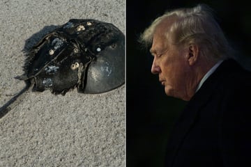 Conservationists sue Trump administration for failing to protect horseshoe crabs