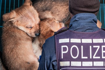 Senior will Hundewelpen auf Flohmarkt verkaufen: Als die Polizei anrückt, eskaliert es