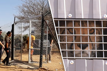 Wildtierhandel boomt: Mehr als 50 Geparden-Jungtiere gerettet!