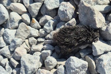 Mann sieht Fellknäuel zwischen Steinen: Was sich dahinter verbirgt, hat er nicht erwartet