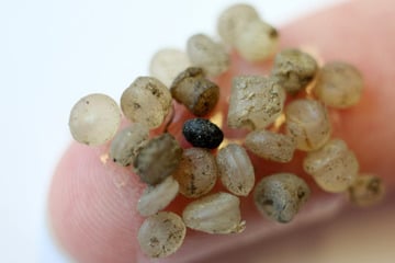 Böse Überraschung! Mikroplastik im Rhein entdeckt