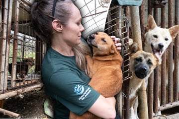 Boden voller Knochen und rostiger Halsbänder: Tierschützer befreien letzte Überlebende aus Hunde-Schlachthaus